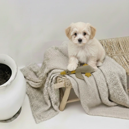 Zabawka dla psa Kaczka BUDDY