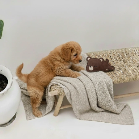 Zabawka dla psa Miś BUDDY