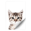Naklejka magnetyczna Kot 60x91,5 Groovy Magnets